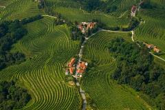 Slovenian vineyards