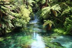 Te Waihou Walkway The Blue Spring