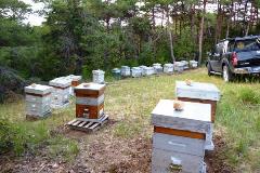 Bee hive station in Provence