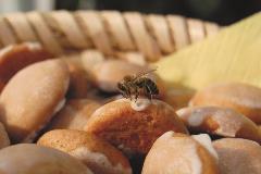 Carniolan bee on ginger-bread