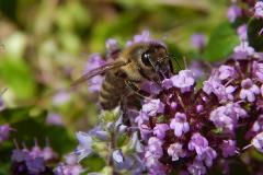 Carniolan bee