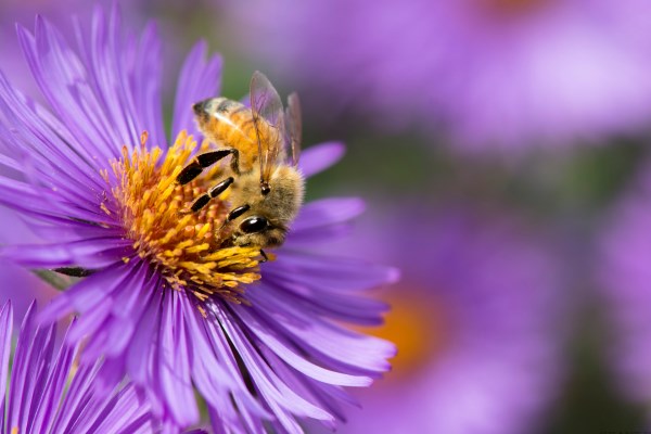 Honey bee on a flower