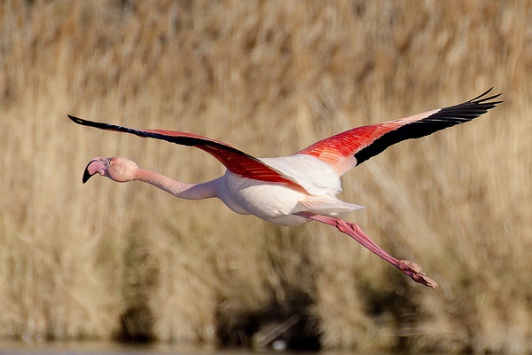 Camargue