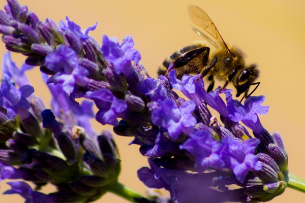 Honey bee on lavander