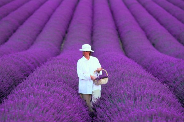 Lavander fields