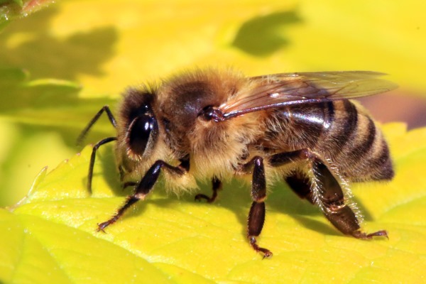 Black sicilian bee