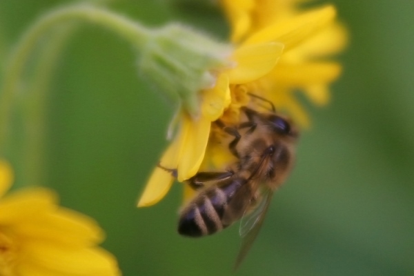 bee on a yellow flower_resized