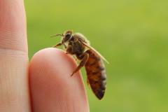 Carnica bee on the hand