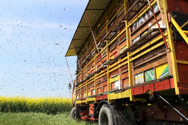 Itinerari nelle Marche: Beekeepers for a day! - Rurally