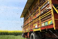 Migratory beekeeping in Slovenia