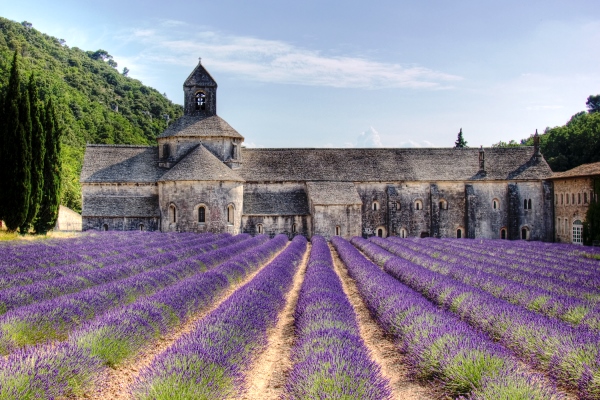 Senanque abbey with lavander fields