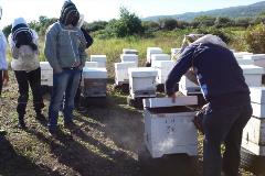 Exploring the best beekeeping practices in Sicily