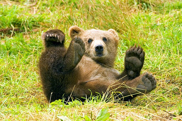 Brown bear in Romania